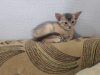 Photo №4. I will sell abyssinian cat in the city of Tomsk. from nursery - price - 521$