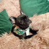 Photo №1. french bulldog - for sale in the city of Sydney | negotiated | Announcement № 120924