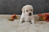 Photo №1. labrador retriever - for sale in the city of Berlin | 634$ | Announcement № 72886