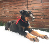 Photo №4. I will sell dobermann in the city of Belgrade. breeder - price - negotiated