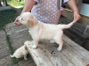 Photo №2 to announcement № 7698 for the sale of golden retriever - buy in Russian Federation private announcement