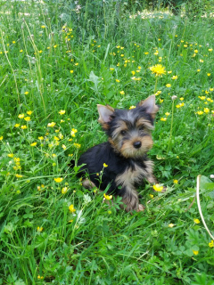 Photo №2 to announcement № 2668 for the sale of yorkshire terrier - buy in Russian Federation from nursery, breeder