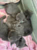 Photo №3. Outstanding British blue shorthair kittens. Germany