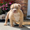 Photo №1. american bully - for sale in the city of Oslo | 740$ | Announcement № 105827