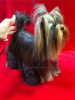 Photo №1. yorkshire terrier - for sale in the city of Kishinev | 1057$ | Announcement № 88713