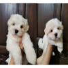 Photo №1. maltese dog - for sale in the city of Амстердам | negotiated | Announcement № 44020