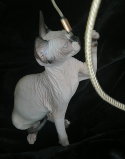 Photo №4. I will sell sphynx-katze in the city of Tver. from nursery - price - 266$