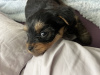 Additional photos: yorkshire terrier puppy