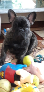 Photo №1. french bulldog - for sale in the city of Permian | negotiated | Announcement № 2630