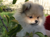 Additional photos: Pomeranian girl, standard