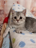 Photo №1. scottish fold - for sale in the city of Амстердам | 971$ | Announcement № 10478