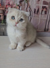 Photo №2 to announcement № 98355 for the sale of scottish fold - buy in Serbia 