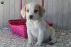 Photo №1. beagle - for sale in the city of East Texas | 400$ | Announcement № 69914