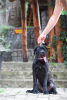 Photo №4. I will sell cane corso in the city of Loznica. breeder - price - negotiated