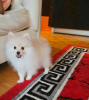 Photo №1. pomeranian - for sale in the city of Helsinki | negotiated | Announcement № 88136