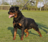 Photo №2 to announcement № 95989 for the sale of rottweiler - buy in Serbia 