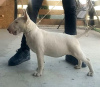 Additional photos: Standard bull terrier puppies