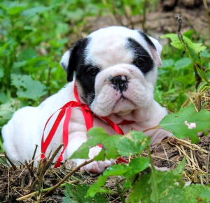 Photo №4. I will sell english bulldog in the city of Москва. breeder - price - 1065$