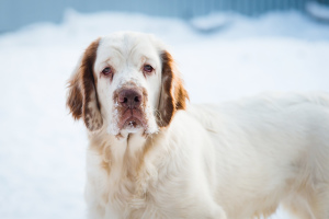 Photo №2 to announcement № 4709 for the sale of clumber spaniel - buy in Russian Federation from nursery