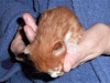 Additional photos: Vaccinated Main Coon kittens for Adoption to loving homes