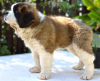 Photo №3. St. Bernard show class puppies. Russian Federation