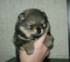 Additional photos: Pomeranian Spitz, sable puppies!