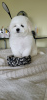 Photo №4. I will sell bichon frise in the city of Khmelnitsky. from nursery, breeder - price - 1426$