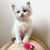 Photo №1. ragdoll - for sale in the city of New York | 400$ | Announcement № 53161