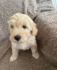 Photo №4. I will sell golden retriever in the city of New York. private announcement - price - 875$