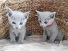 Photo №1. russian blue - for sale in the city of Villach | Is free | Announcement № 95180