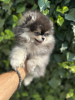 Additional photos: Pomeranian Spitz puppies