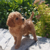 Photo №4. I will sell poodle (toy) in the city of Minsk. breeder - price - 472$
