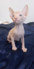 Photo №4. I will sell donskoy cat in the city of Krasnoyarsk. breeder - price - 195$