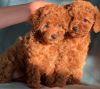 Photo №1. poodle (toy) - for sale in the city of Texas City | 450$ | Announcement № 56184