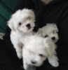 Photo №4. I will sell maltese dog in the city of Krasnodar. private announcement - price - 716$