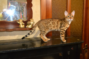 Photo №2 to announcement № 4611 for the sale of bengal cat - buy in Ukraine from nursery, breeder