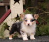 Photo №4. I will sell welsh corgi in the city of New York.  - price - 660$