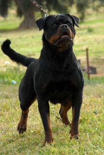 Photo №1. rottweiler - for sale in the city of Annaba | Negotiated | Announcement № 4913