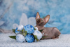 Photo №4. I will sell sphynx-katze in the city of Москва. from nursery - price - negotiated