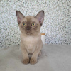 Photo №2 to announcement № 118726 for the sale of burmese cat - buy in Finland 