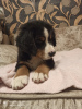Photo №1. bernese mountain dog - for sale in the city of Дятлово | 313$ | Announcement № 11930