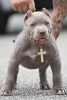 Photo №4. I will sell american bully in the city of Bremen. private announcement - price - 900$