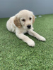 Photo №2 to announcement № 53851 for the sale of golden retriever - buy in Australia private announcement
