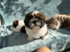 Photo №2 to announcement № 77265 for the sale of shih tzu - buy in United States private announcement