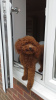 Photo №1. poodle (toy) - for sale in the city of Munich | 317$ | Announcement № 69768