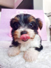 Photo №2 to announcement № 41591 for the sale of yorkshire terrier - buy in Germany 