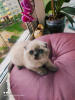 Photo №3. Scottish cat. Russian Federation