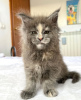 Photo №1. maine coon - for sale in the city of Colorado Springs | 300$ | Announcement № 103247