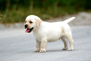 Photo №2 to announcement № 3620 for the sale of labrador retriever - buy in Russian Federation from nursery, breeder