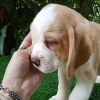 Photo №4. I will sell beagle in the city of Bielefeld. private announcement - price - 380$